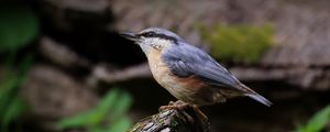 Preview wallpaper nuthatch, bird, wildlife, log