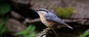 Preview wallpaper nuthatch, bird, wildlife, log