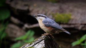 Preview wallpaper nuthatch, bird, wildlife, log