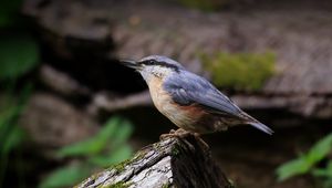 Preview wallpaper nuthatch, bird, wildlife, log