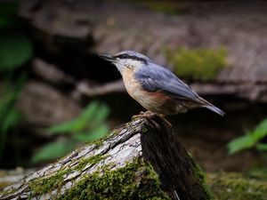 Preview wallpaper nuthatch, bird, wildlife, log