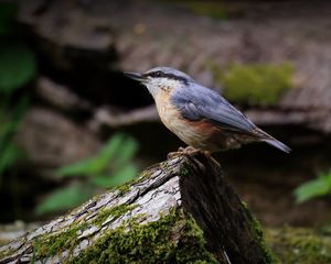 Preview wallpaper nuthatch, bird, wildlife, log