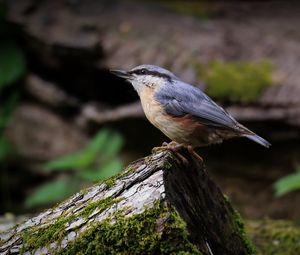 Preview wallpaper nuthatch, bird, wildlife, log