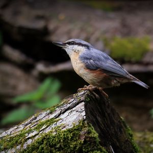 Preview wallpaper nuthatch, bird, wildlife, log