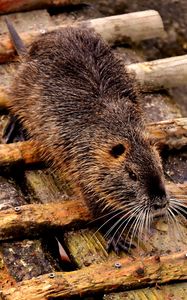 Preview wallpaper nutria, dam, coypu, rodent