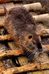 Preview wallpaper nutria, dam, coypu, rodent