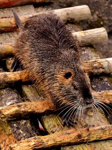 Preview wallpaper nutria, dam, coypu, rodent