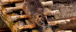 Preview wallpaper nutria, dam, coypu, rodent