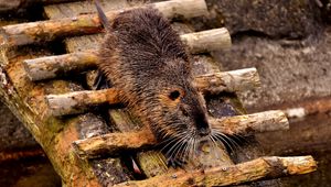 Preview wallpaper nutria, dam, coypu, rodent