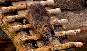 Preview wallpaper nutria, dam, coypu, rodent