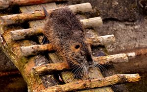 Preview wallpaper nutria, dam, coypu, rodent