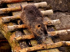 Preview wallpaper nutria, dam, coypu, rodent