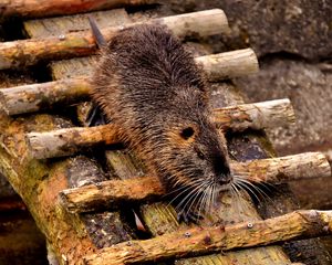 Preview wallpaper nutria, dam, coypu, rodent