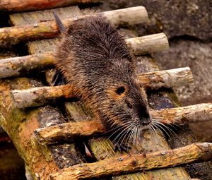 Preview wallpaper nutria, dam, coypu, rodent