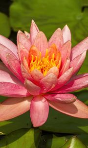 Preview wallpaper nymphaea tetragona, flower, petals, drops, macro, pink