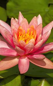 Preview wallpaper nymphaea tetragona, flower, petals, drops, macro, pink