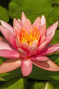 Preview wallpaper nymphaea tetragona, flower, petals, drops, macro, pink