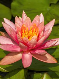 Preview wallpaper nymphaea tetragona, flower, petals, drops, macro, pink