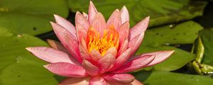 Preview wallpaper nymphaea tetragona, flower, petals, drops, macro, pink