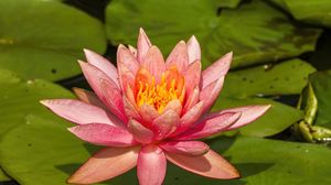 Preview wallpaper nymphaea tetragona, flower, petals, drops, macro, pink