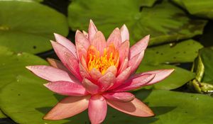 Preview wallpaper nymphaea tetragona, flower, petals, drops, macro, pink