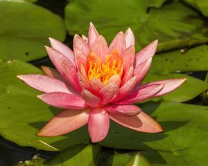 Preview wallpaper nymphaea tetragona, flower, petals, drops, macro, pink