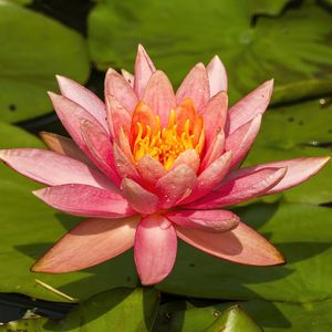 Preview wallpaper nymphaea tetragona, flower, petals, drops, macro, pink