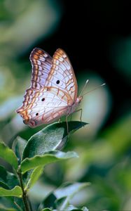 Preview wallpaper nymphalidae, butterfly, leaves, macro