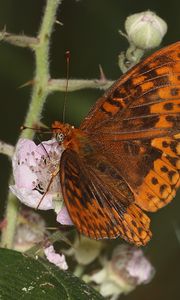 Preview wallpaper nymphalids, butterfly, insect, flowers