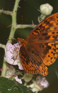 Preview wallpaper nymphalids, butterfly, insect, flowers