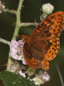 Preview wallpaper nymphalids, butterfly, insect, flowers