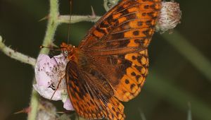 Preview wallpaper nymphalids, butterfly, insect, flowers