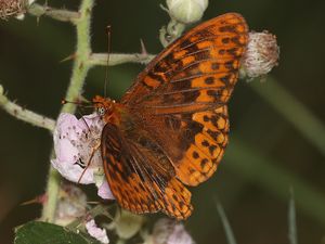 Preview wallpaper nymphalids, butterfly, insect, flowers