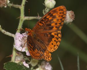 Preview wallpaper nymphalids, butterfly, insect, flowers