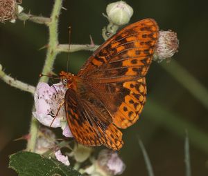 Preview wallpaper nymphalids, butterfly, insect, flowers