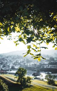 Preview wallpaper oak, branches, tree, rays, sun