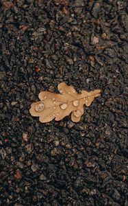 Preview wallpaper oak, leaf, drops, water, asphalt