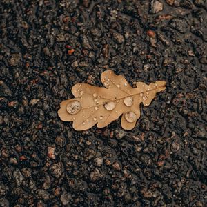 Preview wallpaper oak, leaf, drops, water, asphalt