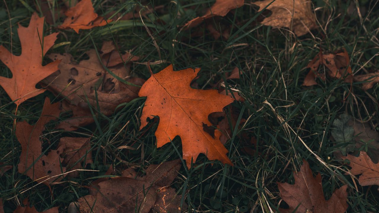 Wallpaper oak, leaf, grass, autumn
