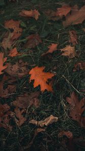 Preview wallpaper oak, leaf, grass, autumn