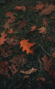 Preview wallpaper oak, leaf, grass, autumn