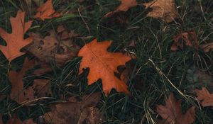 Preview wallpaper oak, leaf, grass, autumn