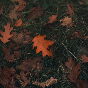 Preview wallpaper oak, leaf, grass, autumn