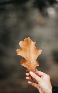 Preview wallpaper oak, leaf, veins, hand, fingers, autumn