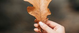 Preview wallpaper oak, leaf, veins, hand, fingers, autumn