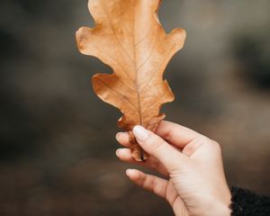 Preview wallpaper oak, leaf, veins, hand, fingers, autumn
