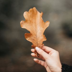 Preview wallpaper oak, leaf, veins, hand, fingers, autumn