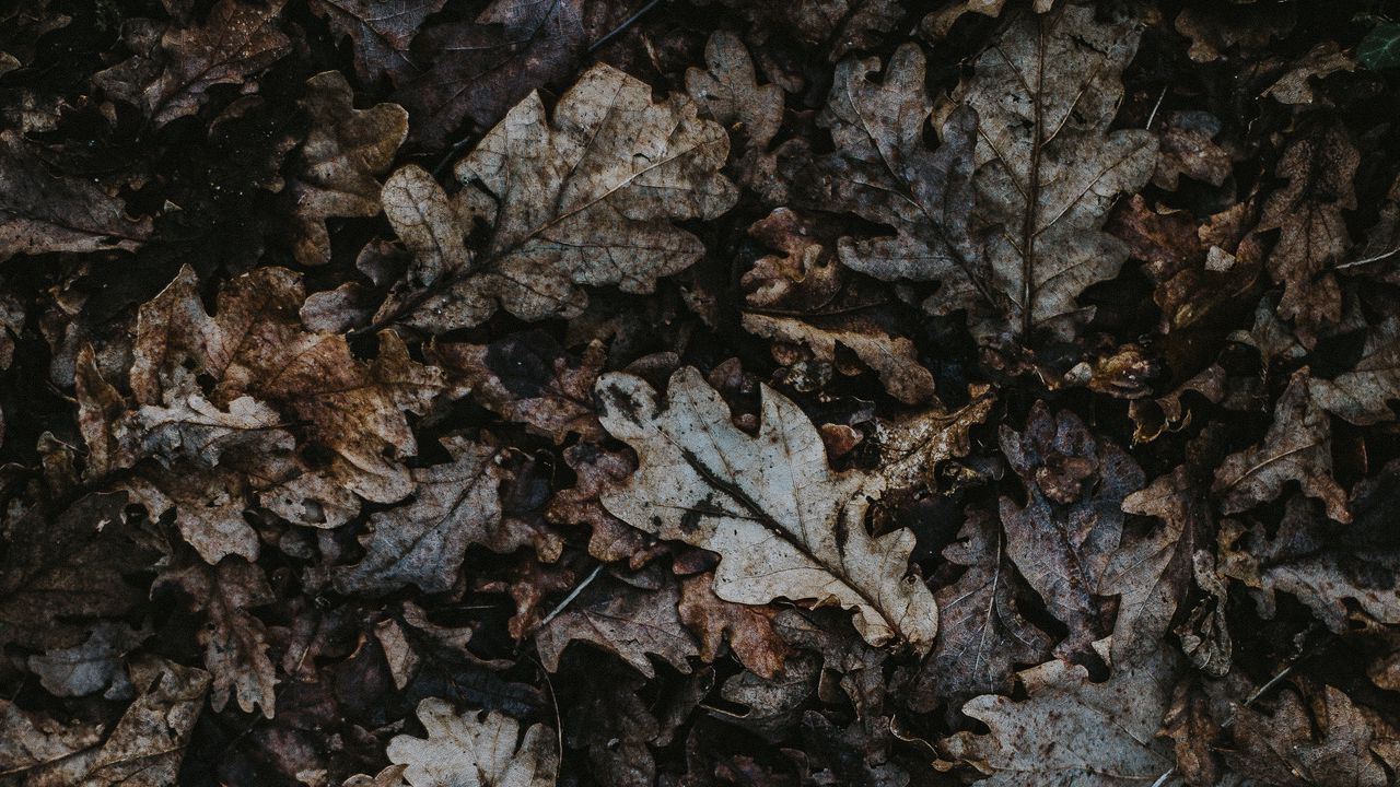 Wallpaper oak, leaves, autumn, fallen