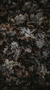 Preview wallpaper oak, leaves, autumn, fallen