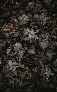 Preview wallpaper oak, leaves, autumn, fallen